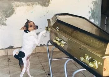 Cachorro chora ao lado do caixão da dona em velório: ‘Eram muito apegados’