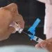 Segunda dose da vacina covid-19 deve ser tomada mesmo fora do prazo