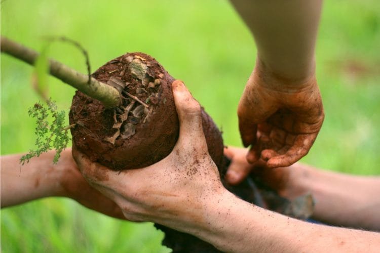 Prefeitura de Anápolis sedia webinar sobre zoneamento ambiental e outras experiências brasileiras