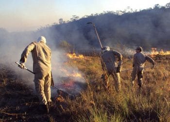 Em Goiânia, Caiado lança Operação Cerrado Vivo 2021 e entrega cartões alimentação para estudantes da rede pública de ensino
