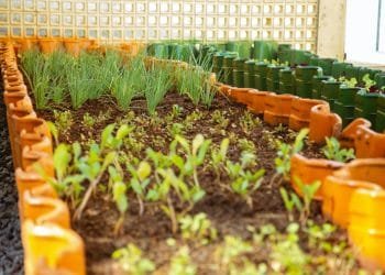 Secretaria de Meio Ambiente prepara diversas ações em comemoração ao Dia Mundial de Meio Ambiente