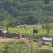 Urgente: Policiais recebem denúncia sobre esconderijo de Lázaro na mata