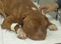 Dois cães são resgatados esfaqueados na zona rural de Anápolis