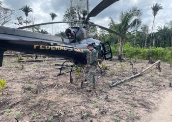 85 mil pés de maconha são encontrados em terras indígenas no Maranhão