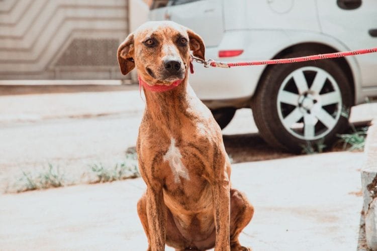 Vacina antirrábica continua disponível em Anápolis