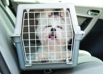 Projeto de lei autoriza traslado de animais de pequeno e médio porte em transporte público