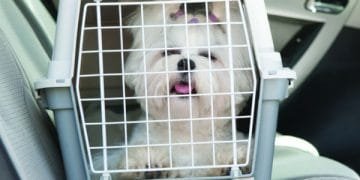 Projeto de lei autoriza traslado de animais de pequeno e médio porte em transporte público