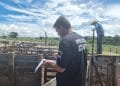 Polícia Civil recupera R$ 600 mil em gado furtado em Goiás