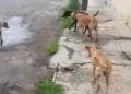 Família se mudou e abandonou cães sem água e comida, denuncia vizinhos em Anápolis
