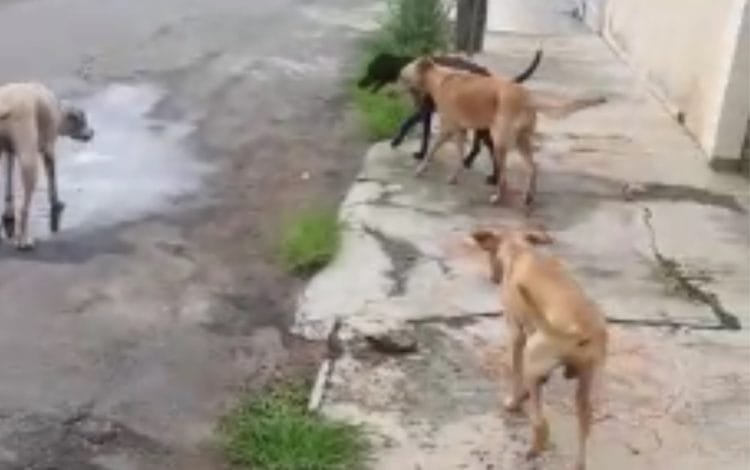 Família se mudou e abandonou cães sem água e comida, denuncia vizinhos em Anápolis