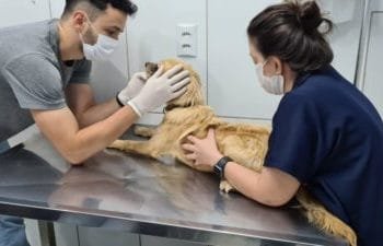 Homem é preso em flagrante após agredir cachorro com pedaço de madeira