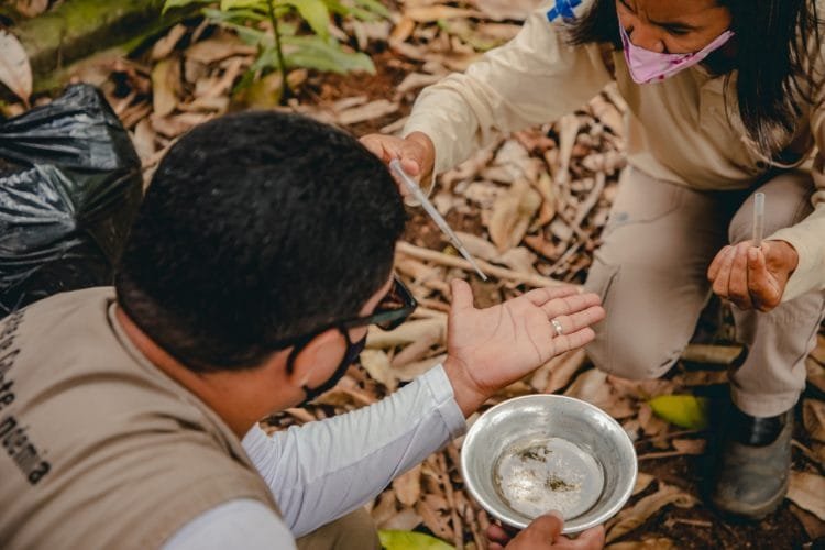 Prefeitura pede ajuda da população no combate ao mosquito transmissor da dengue