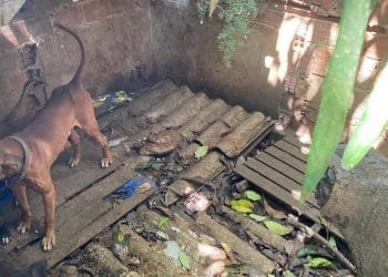 Sete cachorros são resgatados em situação de maus-tratos em Anápolis
