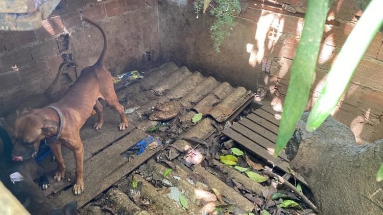 Sete cachorros são resgatados em situação de maus-tratos em Anápolis