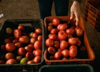Tomate tem variação de 234% na cesta básica do mês de março