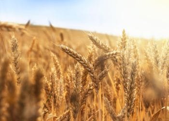 Guerra na Ucrânia não compromete abastecimento de trigo, mas provoca alta no preço do produto