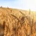 Guerra na Ucrânia não compromete abastecimento de trigo, mas provoca alta no preço do produto