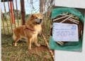 Após não “adaptação”, cachorro é abandonado na porta da Aspaan com carta e ração