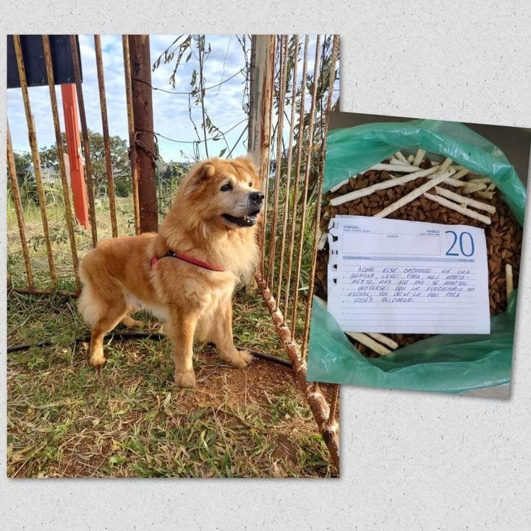 Após não “adaptação”, cachorro é abandonado na porta da Aspaan com carta e ração