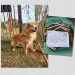 Após não “adaptação”, cachorro é abandonado na porta da Aspaan com carta e ração