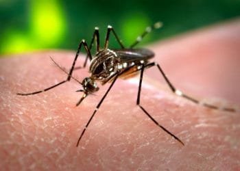 Casos de dengue sobem 95,2% no Brasil