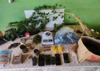 Homem é preso com horta de maconha plantada em casa