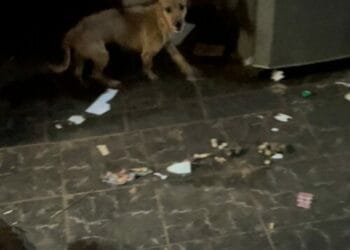 Polícia Civil resgata cães vítimas de maus-tratos em casa abandonada