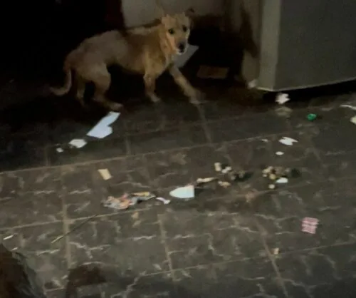Polícia Civil resgata cães vítimas de maus-tratos em casa abandonada