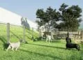Projeto para criar ‘Área Pet’ em Goiás é vetado pelo governo
