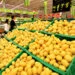 Batata volta ao topo na variação de preços da cesta básica em Anápolis