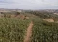 Distrito de Interlândia sedia Festa da Banana e destaca potencial produtivo da região