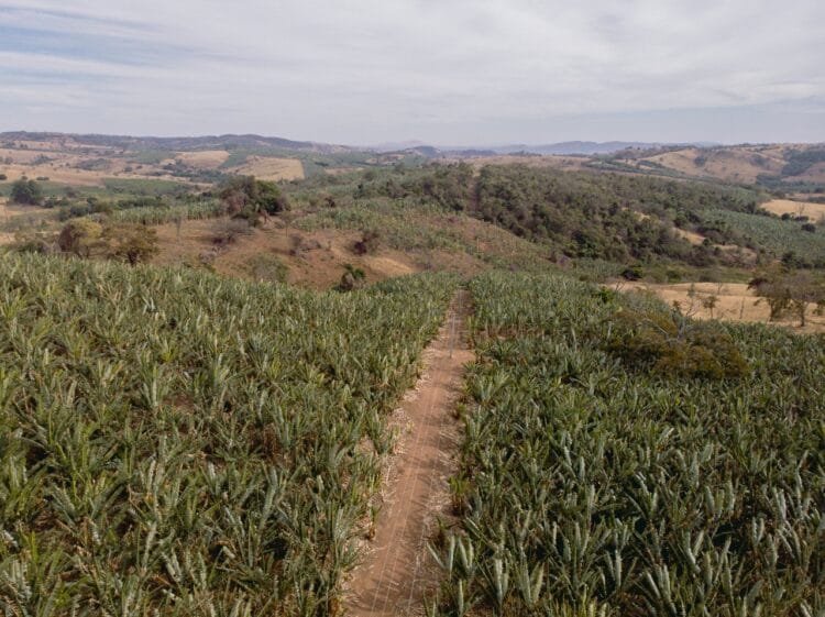 Distrito de Interlândia sedia Festa da Banana e destaca potencial produtivo da região