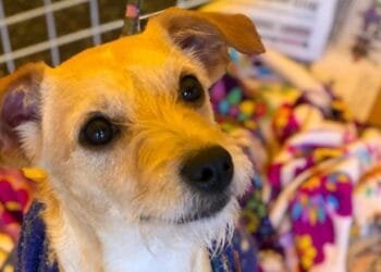 Projeto de Lei visa acrescentar direito dos animais em grade escolar em Goiás