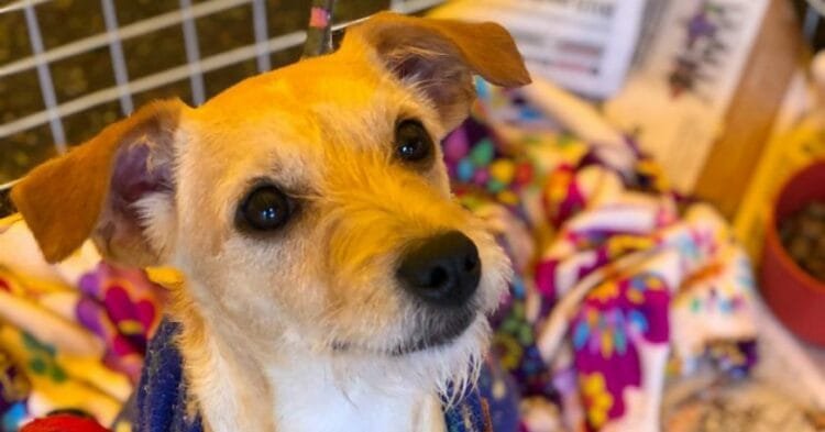 Projeto de Lei visa acrescentar direito dos animais em grade escolar em Goiás