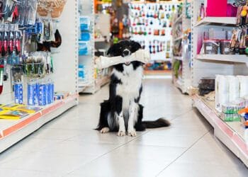 7ª edição da Feira para Animais de Estimação será promovida nesta sexta e sábado