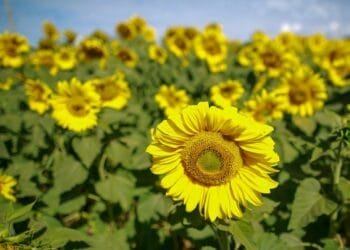 Goiás é líder na produção nacional de girassol
