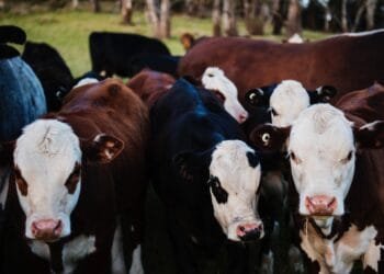 Carne bovina e soja movimentam o mercado de exportação do Brasil em 2022