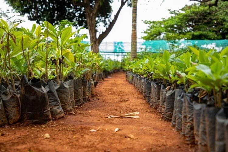 Com a chegada das chuvas, começa campanha de doação de mudas