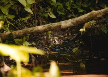 Prefeitura de Anápolis lança projeto ambiental de preservação de nascentes do município