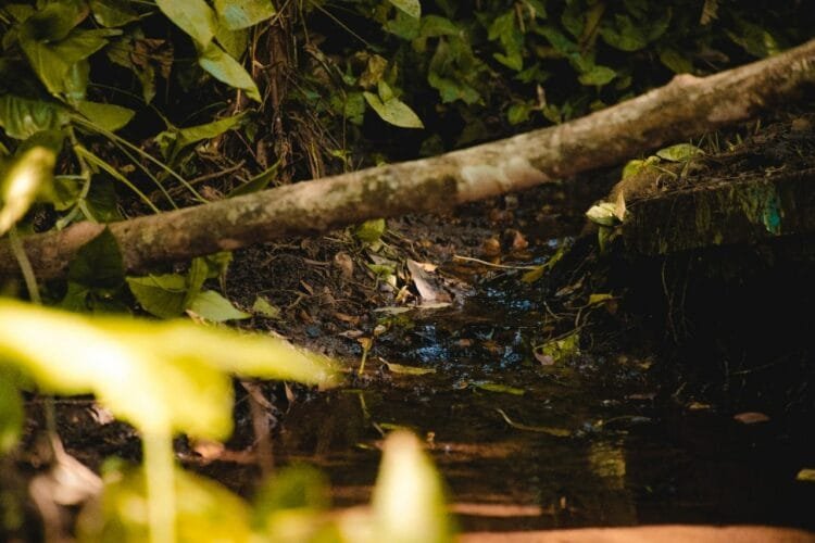 Prefeitura de Anápolis lança projeto ambiental de preservação de nascentes do município