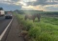 PRF captura animais soltos em rodovia do sudoeste goiano