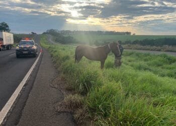 PRF captura animais soltos em rodovia do sudoeste goiano