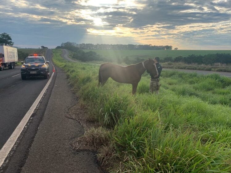 PRF captura animais soltos em rodovia do sudoeste goiano