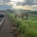 PRF captura animais soltos em rodovia do sudoeste goiano
