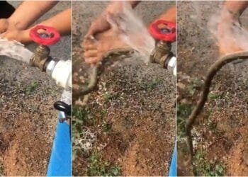 Vídeo: Cobra sai de torneira e assusta pessoas no Ceará