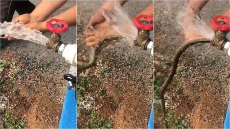 Vídeo: Cobra sai de torneira e assusta pessoas no Ceará