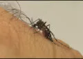 Especialistas destacam riscos da expansão da dengue e covid em 2023