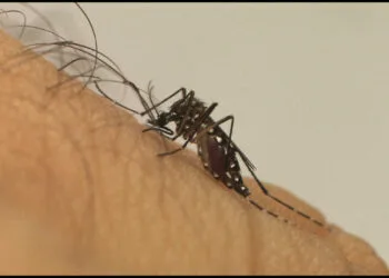 Especialistas destacam riscos da expansão da dengue e covid em 2023