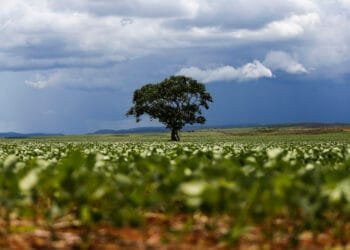 IBGE projeta safra recorde de 296,2 milhões de toneladas para este ano