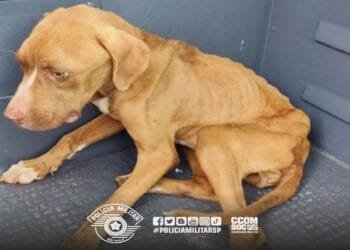 Maus tratos a cachorro faz homem ser multado em 3 mil